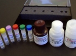 BioVision的cGMP检测试剂盒组成图片