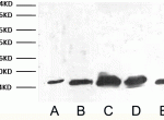 Abbkine COX IV单克隆抗体WB实验示例