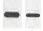 Abbkine HRP偶联Flag标签单克隆抗体WB实验示例