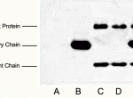 Abbkine Hisο¡(bio)wIP(sh)(yn)ʾ