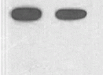 Abbkine HRPż(lin)Hisο¡(bio)wWB(sh)(yn)ʾ
