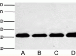 Abbkine核内参PCNA抗体用于WB实验示例
