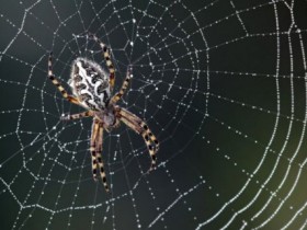 是的，你没看错：蜘蛛丝竟然具有半导体特性