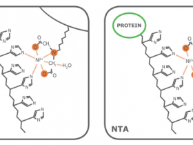 蛋白纯化实验，怎样选择合适的配基和金属离子？