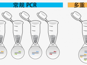 分子诊断研发不用愁，看看一步法多重PCR试剂盒-（基于探针）！