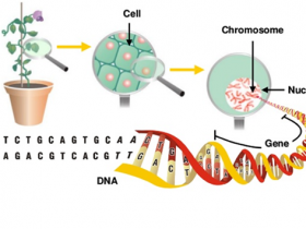 纯化高质量植物DNA，您缺一个植物DNA提纯试剂盒