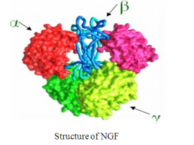 神经营养因子专题2-神经生长因子（NGF）