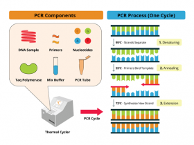 PCR技术攻略了解一下