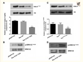 K-ras-ERK1/2通过WSTF下调 H2A.XY142ph以促进胃癌的进展