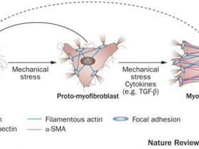 臻品一抗|α-SMA/ ACTA2—肌成纤维细胞标志物抗体推荐