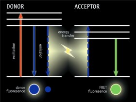 荧光染料的重要应用，以及如何判断亮度？