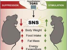 生物评论周报第165期：下丘脑胆汁酸-TGR5信号途径可防止肥胖