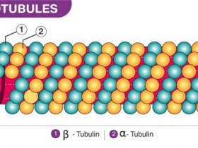 你还在费力地自己用Tubulin组装细胞微管MT吗？