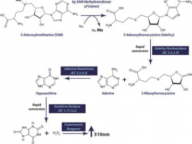G-Biosciences SAM甲基转移酶活性分析试剂盒解决方案