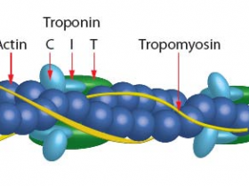 Cytoskeleton 细胞骨架试剂盒（SiR-Actin + SiR-Tubulin）解决方案