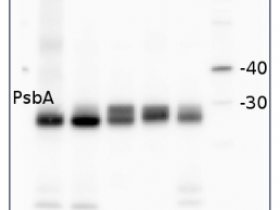 Agrisera PSII的PsbA | D1蛋白，C端（兔抗体）（类囊体膜标记物）解决方案