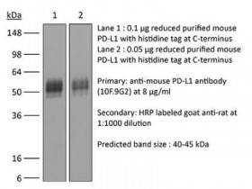 BioXCell热销产品体内加大抗鼠标PD-L1（B7-H1）部分文献引用