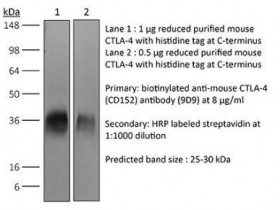 BioXCell 体内加上抗小鼠CTLA-4（CD152）热销中