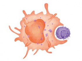 BioXCell轻松实现小鼠特定B细胞，T细胞耗竭（清除）