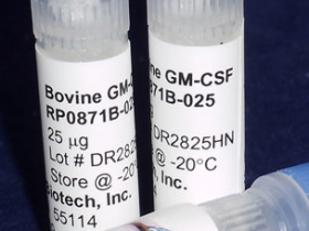 Kingfisher热销产品牛 GM-CSF 重组蛋白RP0871B-100说明书