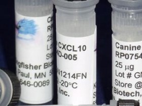 Kingfisher热销产品犬类 CXCL10 (IP-10) 重组蛋白解决方案