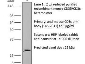 BioXCell体内单克隆抗体抗小鼠CD3ε（BE0001-1）说明书