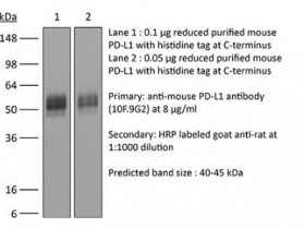 BioXCell热销产品体内单克隆抗体抗小鼠PD-L1（B7-H1）解决方案