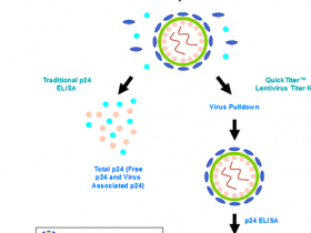 Cell Biolabs QuickTiter 慢病毒滴度检测试剂盒（慢病毒相关p24蛋白ELISA检测）解决方案