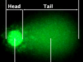 Cell Biolabs OxiSelect 彗星分析试剂盒（3孔载玻片）解决方案
