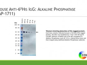 Columbia Biosciences 小鼠抗-6His IgG：碱性磷酸酶解决方案
