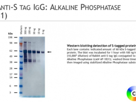 Columbia Biosciences热销产品兔抗S标签IgG：碱性磷酸酶说明书
