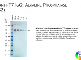 Columbia Biosciences热销产品兔抗T7 IgG：碱性磷酸酶说明书