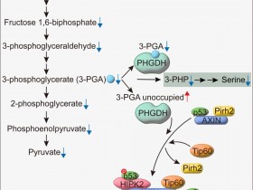 Cell Research：低糖代谢物3-磷酸甘油酸将PHGDH从丝氨酸合成转换为p53激活来控制细胞命运