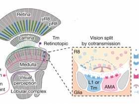 Nature 新的视觉信号传递模式一个细胞释放两种递质