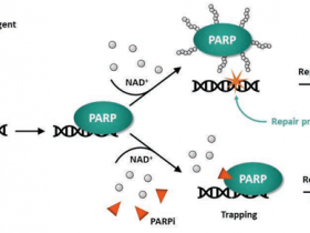 PARG Fluorogenic Assay Kit 多聚ADP核糖水解酶（PARG）荧光检测试剂盒