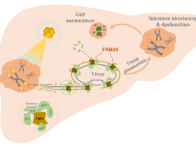 《中国药理学报》选择性TRF2抑制剂FKB04诱导肝癌细胞端粒缩短和衰老