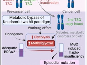 Cell：糖酵解代谢物丙酮醛（MGO）通过BRCA2可绕过对肿瘤的“二次打击”抑制作用