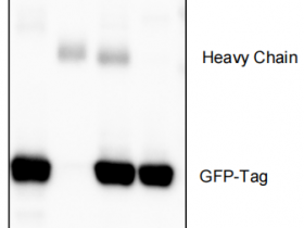 IPKine™ GFP标签蛋白免疫沉淀试剂盒（磁珠法）:高效，通用，灵活