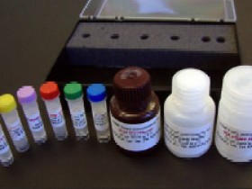 cGMP检测试剂盒—cGMP Activity Assay Kit