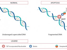 TACS® 2 TdT原位凋亡检测(TUNEL法)试剂盒