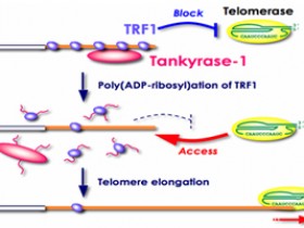 Tankyrase 1 (PARP5A)检测试剂盒—Tankyrase 1全套研究方案
