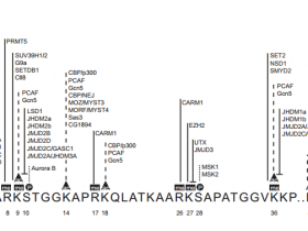组蛋白H3K27甲基化研究方案——H3K27抗体与定量分析试剂盒