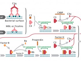 补体C3c研究方案—C3c抗体、蛋白及定量试剂盒