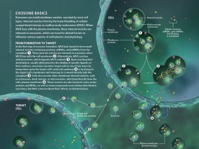 外泌体(Exosomes)分离提取—血液尿液体液培养液中外泌体提取方案