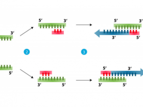 支原体（Mycoplasma）快速检测方案—支原体PCR检测试剂盒