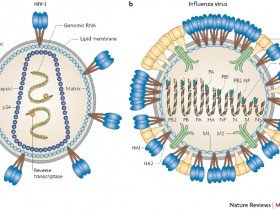 别out了,病毒浓缩新选择—PEG病毒浓缩试剂盒