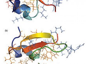 人中性粒细胞防御素（HNP1-3）研究方案—HNP1-3抗体、蛋白及定量试剂盒