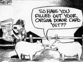 纳尼？猪或将成为完美的人类器官捐献者？