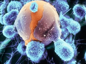 细胞吞噬(phagocytosis,IgG FITC/PE)分析试剂盒—吞噬研究新工具