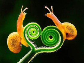 蜗牛这种生物，整天在想些啥？